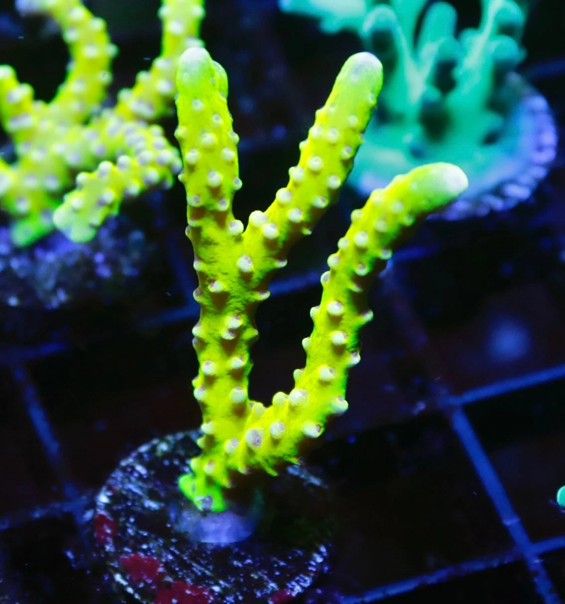 Golden Rod Anacropora